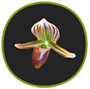 Orchidee91-logo