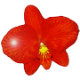 Orchidee95-logo
